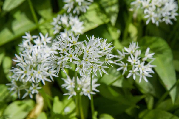 Usturoi Sălbatic Allium Ursinum Plantă Înflorind Într Grădină — Fotografie, imagine de stoc