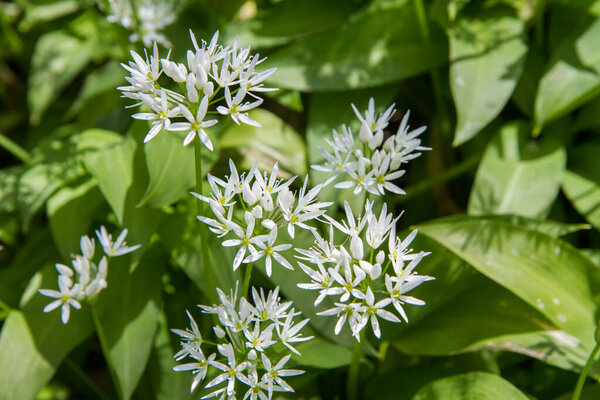 Wild garlic (Allium ursinum) plant blooming in a garden
