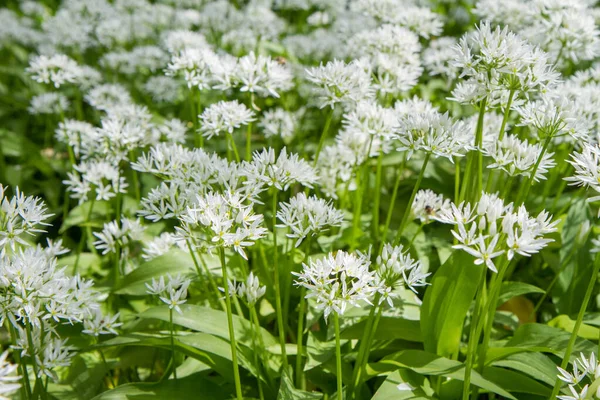 Pianta Aglio Selvatico Allium Ursinum Che Fiorisce Giardino — Foto Stock