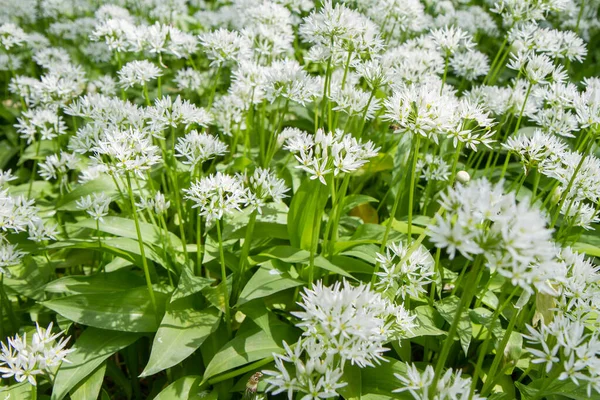 Vad Fokhagyma Allium Ursinum Növény Virágzik Kertben — Stock Fotó