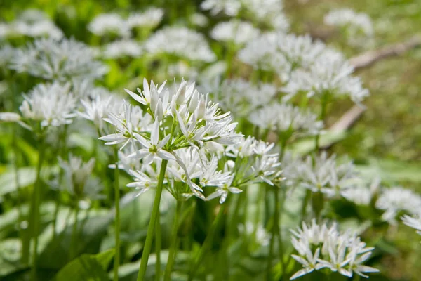 Wilde Knoflook Allium Ursinum Plant Bloeien Een Tuin — Stockfoto