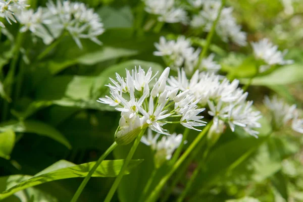 Alho Selvagem Allium Ursinum Planta Florescendo Jardim — Fotografia de Stock