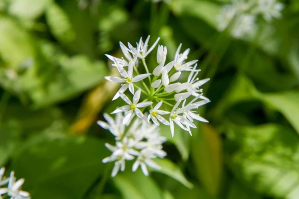 Растение Дикого Чеснока Allium Ursinum Цветущее Саду — стоковое фото