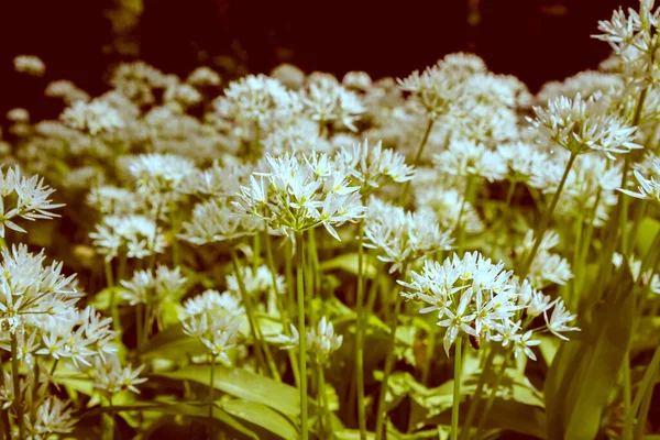 Divoký Česnek Allium Ursinum Rostlina Kvetoucí Zahradě — Stock fotografie