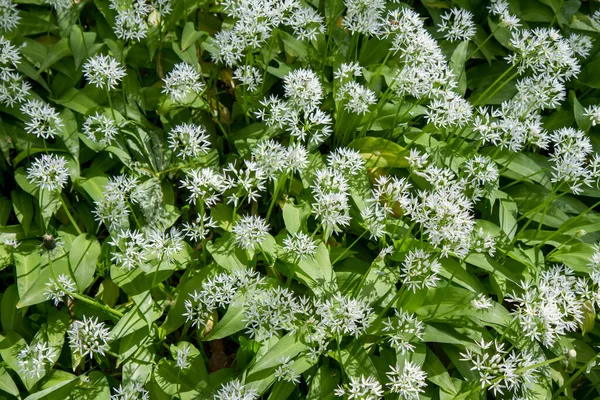 Usturoi Sălbatic Allium Ursinum Plantă Înflorind Într Grădină — Fotografie, imagine de stoc