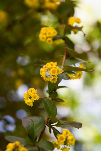 Barberry Berberis Chopinii Mazurek Arbusto Florescendo Jardim — Fotografia de Stock