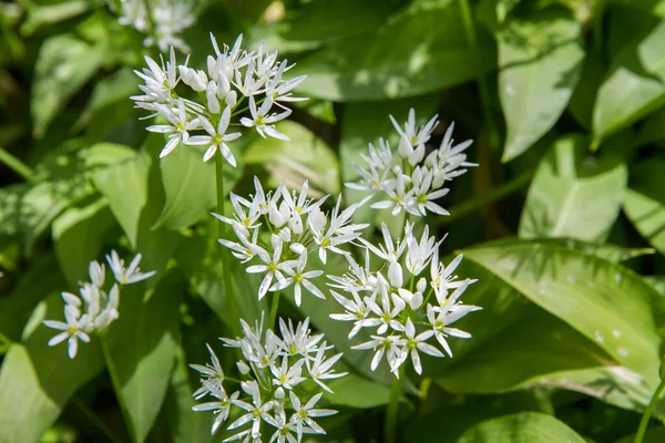 野生大蒜 Allium Ursinum 在花园里开花 图库图片