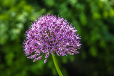 Dev Soğan (Allium Giganteum) bir bahçede çiçek açıyor