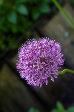 Dev Soğan (Allium Giganteum) bir bahçede çiçek açıyor