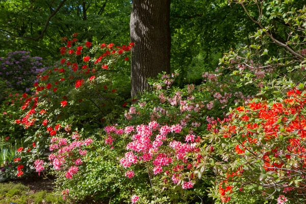 Azalea Bloeiend Een Tuin Het Voorjaar — Stockfoto