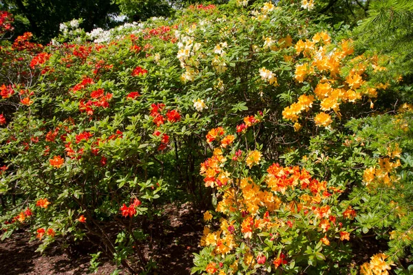 Azalea Baharda Bir Bahçede Çiçek Açıyor — Stok fotoğraf