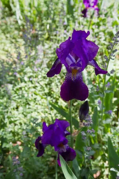 Íris Barba Alta Iris Aspenglow Planta Florescendo Com Flores Azuis — Fotografia de Stock