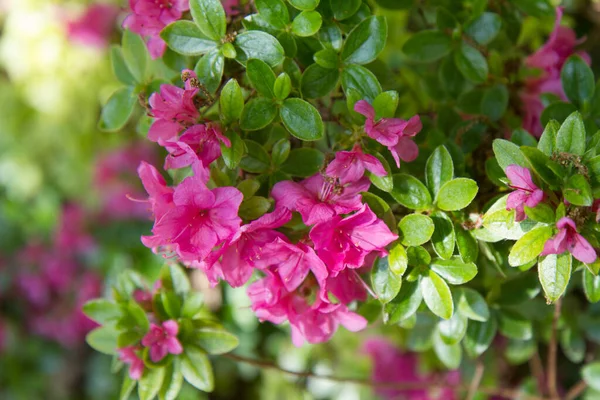 Azalea Baharda Bir Bahçede Çiçek Açıyor — Stok fotoğraf