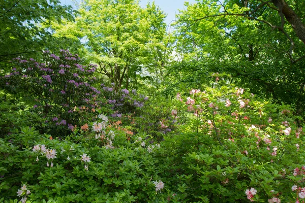 Весною Азалія Цвіте Саду — стокове фото