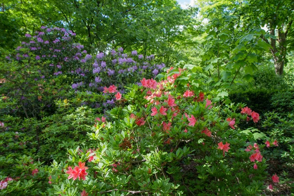 Azalea Baharda Bir Bahçede Çiçek Açıyor — Stok fotoğraf