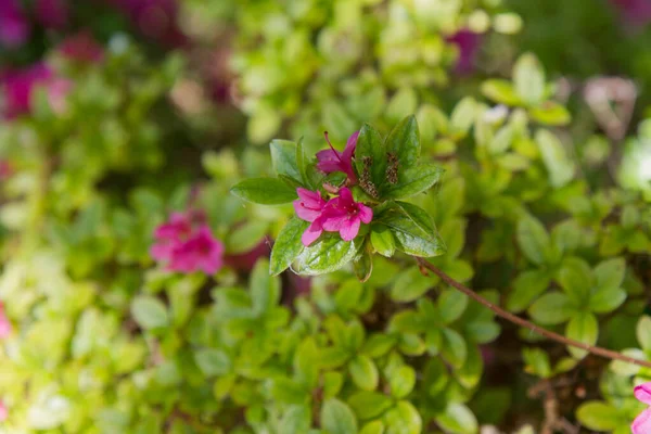 Azalea Baharda Bir Bahçede Çiçek Açıyor — Stok fotoğraf