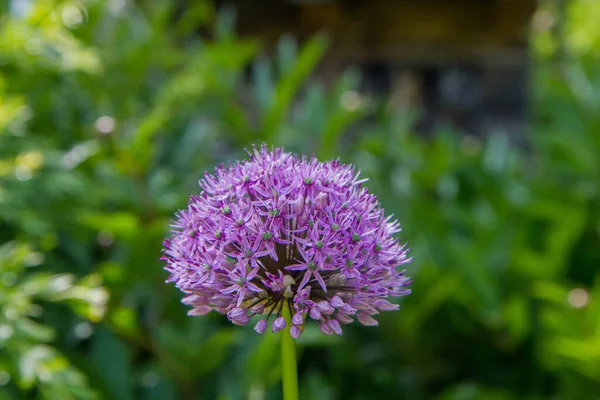 Reuzenui Allium Giganteum Bloeiend Een Tuin — Stockfoto