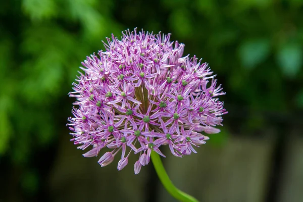 Гигантский Лук Allium Giganteum Цветущий Саду — стоковое фото