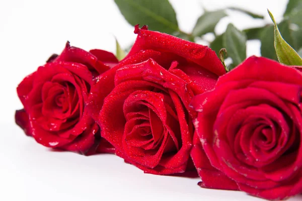 Rosas Rojas Cubiertas Con Gotas Agua Sobre Fondo Blanco —  Fotos de Stock