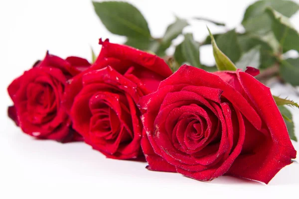 Rosas Rojas Cubiertas Con Gotas Agua Sobre Fondo Blanco — Foto de Stock