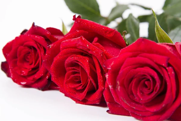 Κόκκινα Τριαντάφυλλα Καλυμμένα Σταγόνες Νερού Λευκό Φόντο — Φωτογραφία Αρχείου