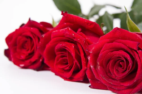 Roses Rouges Recouvertes Gouttes Eau Sur Fond Blanc — Photo