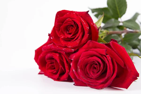 Rosas Rojas Cubiertas Con Gotas Agua Sobre Fondo Blanco —  Fotos de Stock