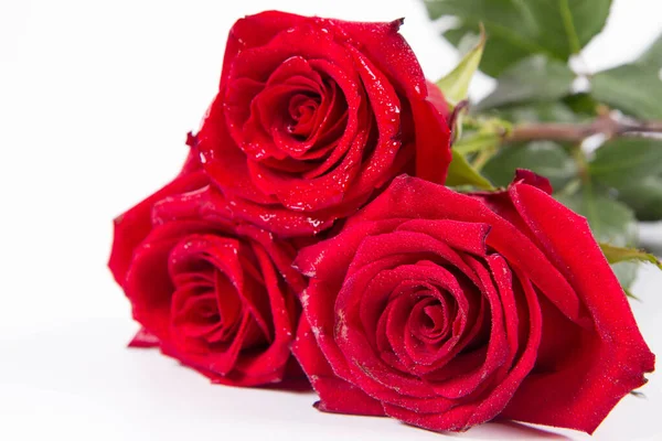 Rosas Rojas Cubiertas Con Gotas Agua Sobre Fondo Blanco — Foto de Stock