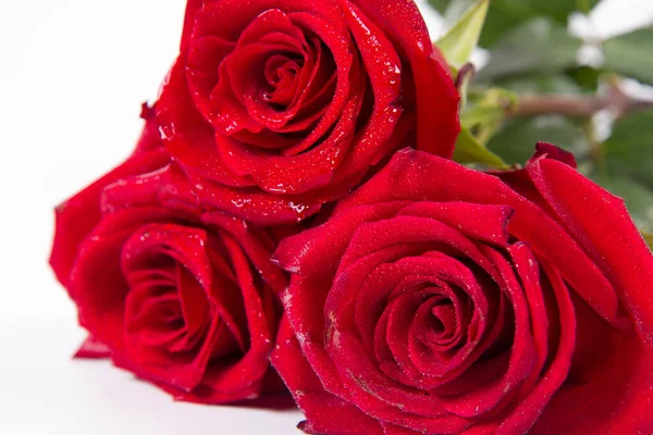 Rosas Rojas Cubiertas Con Gotas Agua Sobre Fondo Blanco — Foto de Stock