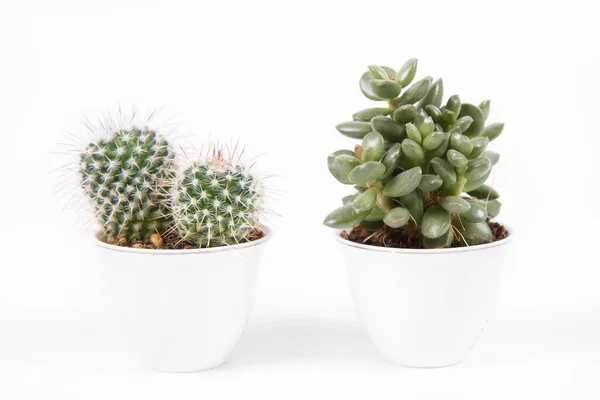 Sappige Planten Witte Potten Een Witte Achtergrond — Stockfoto