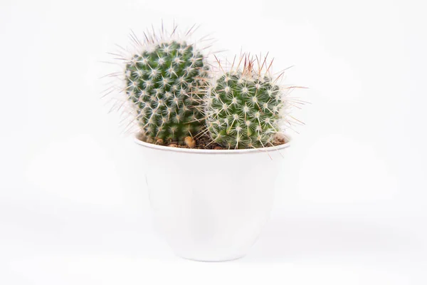 Cactus Plant Witte Potten Een Witte Achtergrond — Stockfoto