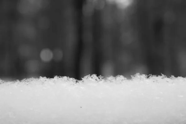 Laag Van Verse Sneeuw Met Bos Achtergrond Winterachtergrond — Stockfoto