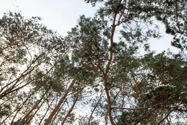 Pine Forest Seen Upwards Sky Winter Some Snow Branches — Stock Photo, Image