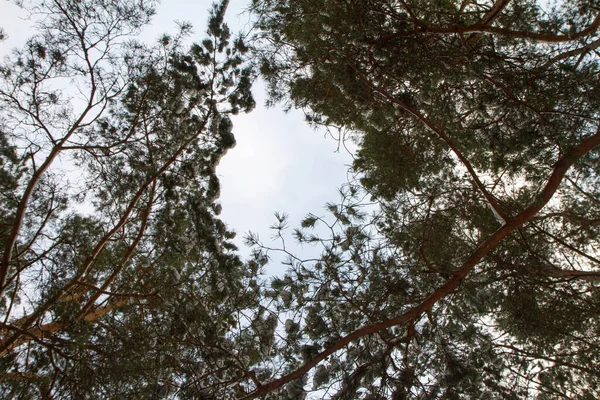 소나무 겨울에 하늘을 있었고 나뭇가지에 있었다 — 스톡 사진