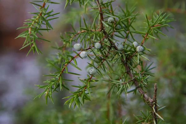 Árbol Enebro Primer Plano Invierno —  Fotos de Stock