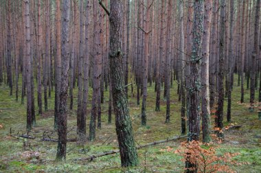 Orman manzarası: Kışın çam ormanı
