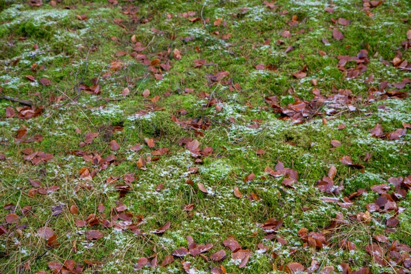 Moss Growing Forest Covered Some Snow Winter —  Fotos de Stock