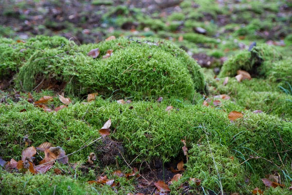 Mossa Växer Skog Täckt Med Lite Snö Vintern — Stockfoto