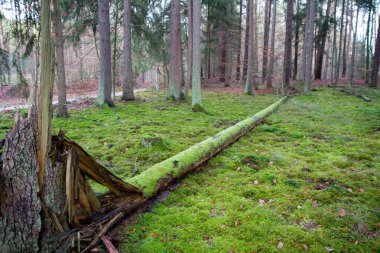 Forest landscape: a fallen tree in a pine forest in winter
