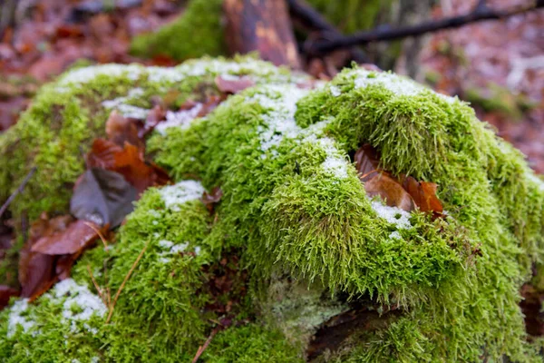 Musgo Crescendo Uma Floresta Coberto Com Alguma Neve Inverno — Fotografia de Stock