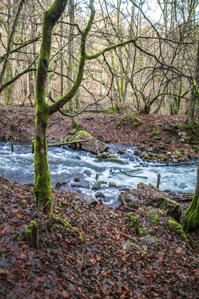 Bäck Skog Vintern Med Rester Gammal Fallen Bro Synlig — Stockfoto