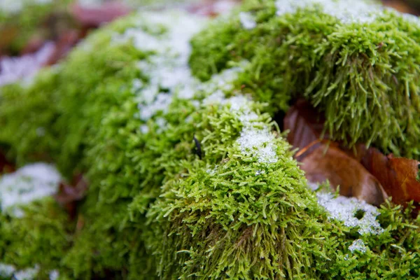 Musgo Crescendo Uma Floresta Coberto Com Alguma Neve Inverno — Fotografia de Stock