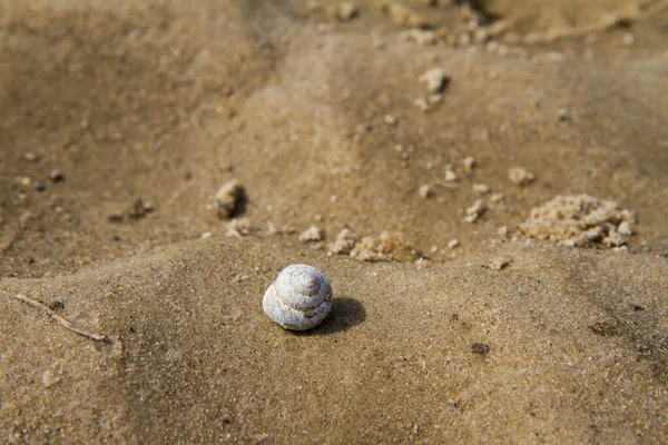 Раковины Песке Берегу Реки — стоковое фото