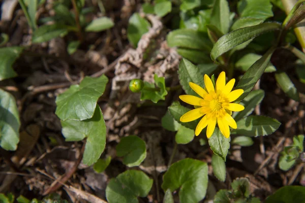 Kleine Celandine Ficaria Verna Bloeiend Het Vroege Voorjaar — Stockfoto