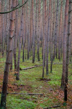 Orman manzarası: Kışın çam ormanı