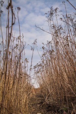 Kışın çayırda bir patika süzülüyor