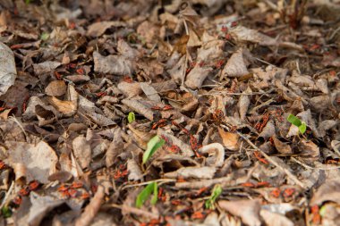 Bir bahçede kundakçılar (Pyrrhocoris apterus)