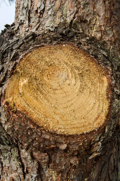 Дерево Вырубленными Ветвями — стоковое фото