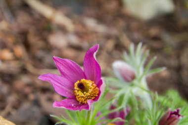 Bahçede açan pask çiçeği.