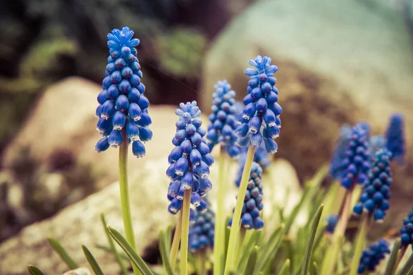 Muscari Druva Hyacint Blommor Blommar Trädgård — Stockfoto